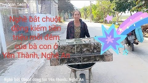 Nghề bắt chuột đồng kiếm tiền triệu mỗi ngày của bà con Yên Thành, Nghệ An.