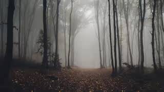 ambiental de terror (bosque abandonado) sin Copyright
ambiental de terror (bosque abandonado) sin Copyright ambiental de terror (bosque abandonado) sin Copyright