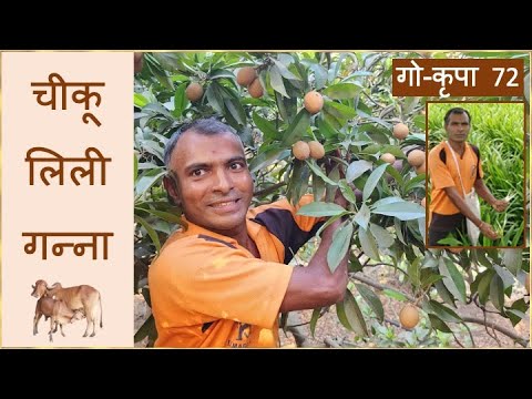 गो-कृपा 72 । चीकू, लिली (फूल) और गन्ने की खेती में अद्भुत परिणाम