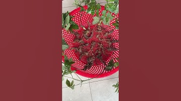 29/9 về 5 lạng sâm ngọc linh rừng nhỏ, hàng già đẹp giá nhẹ mời các bác # #sâm_ngọc_linh_rừng 7.2tr