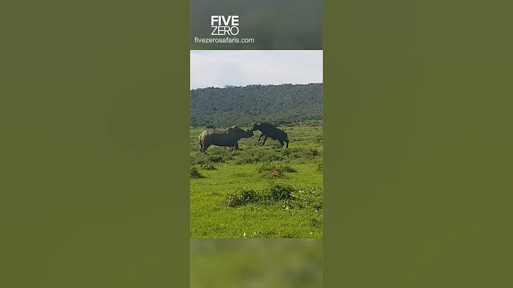Buffalo vs Rhino #safari #wildlife #wildlifephotography #awkward - DayDayNews