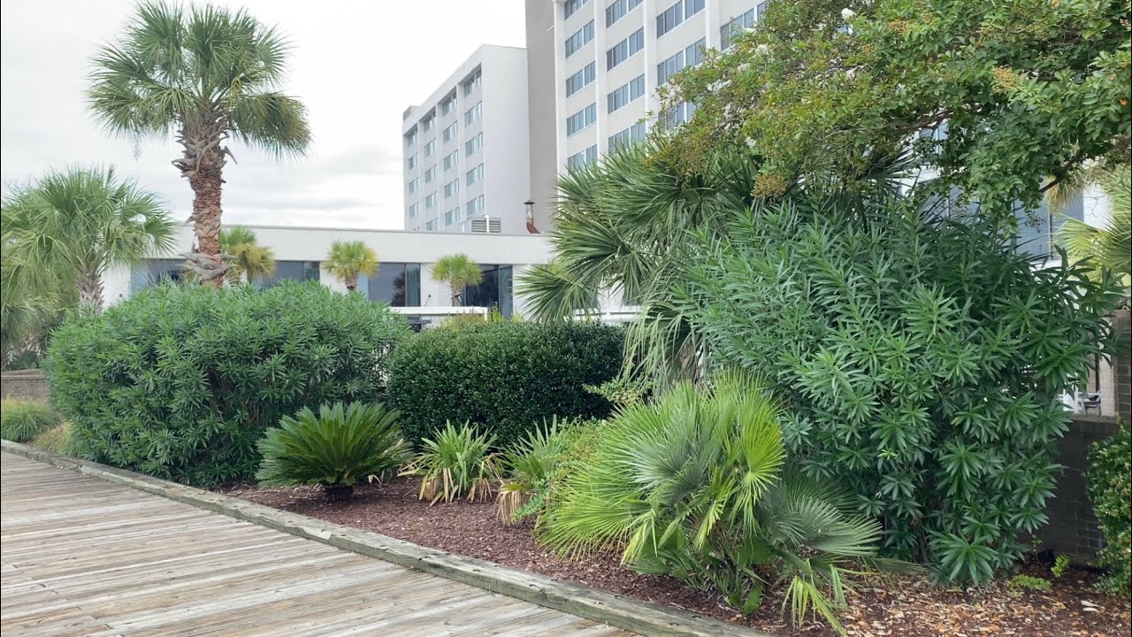 Wilmington North Carolina Riverwalk Palm Trees 2022 YouTube