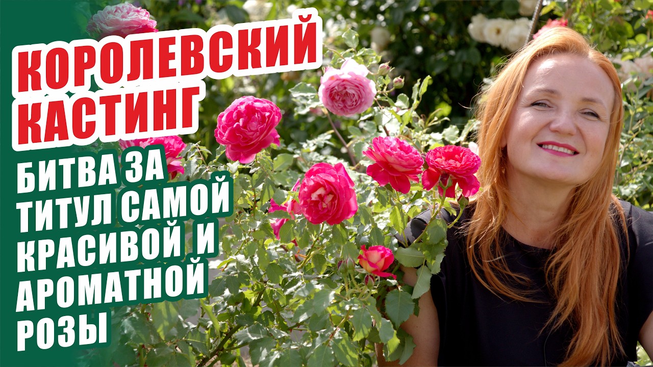 САМЫЕ КРАСИВЫЕ И АРОМАТНЫЕ РОЗЫ. ЛУЧШИЕ СОРТА РОЗ. КРАСИВЫЕ, АРОМАТНЫЕ РОЗЫ В САДУ. РОЗОВОД. РОЗЫ