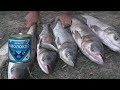 Толстолобы выскакивают на берег и клюют на сгущенку. My fishing