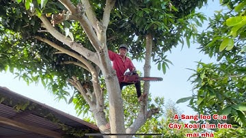 A Sang leo Cưa Cây Xoài Đài Loan nằm trên mái nhà sau