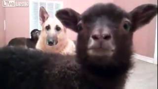 The Yeah Goat