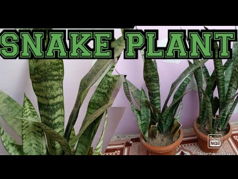 Snake plant care