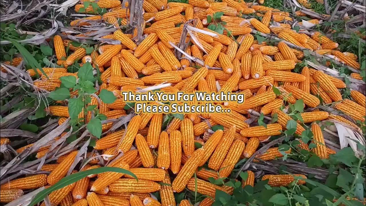 Harvesting Corn By Hand... YouTube