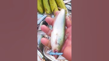 #Shorts / Câu cá dứa cá xác sọc mồi này nó khoái lắm miền tây sông nước #KiềmRapper