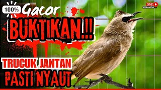TRUCUKAN GACOR ROPEL PANJANG‼️ SUARA BURUNG TRUCUKAN GACOR untuk Masteran TRUCUK Bahan & Macet BUNYI