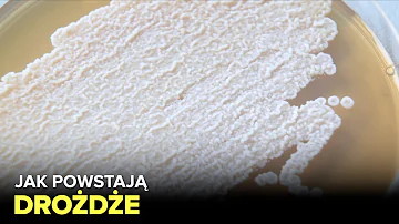 K čemu se využívá biomasa?