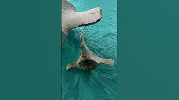 Whale Vertebrae #shorts, #learning , #nature