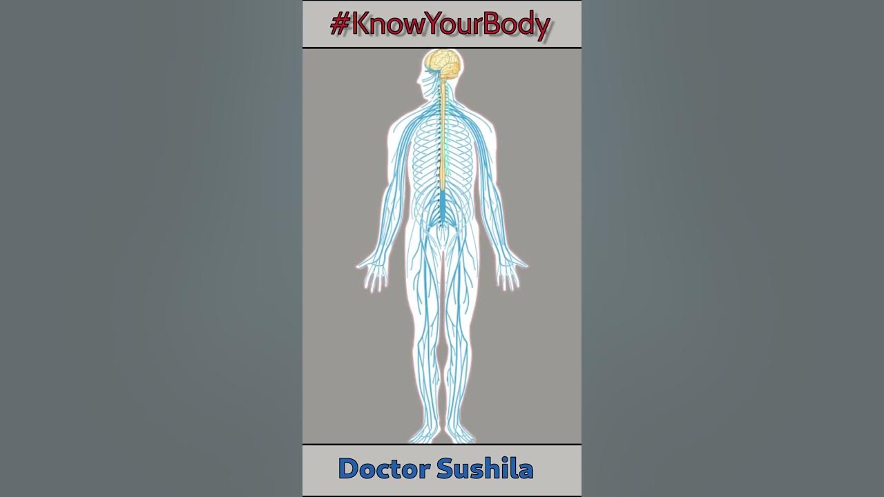 Nervous system kya kam karta hai Nervous System shorts 