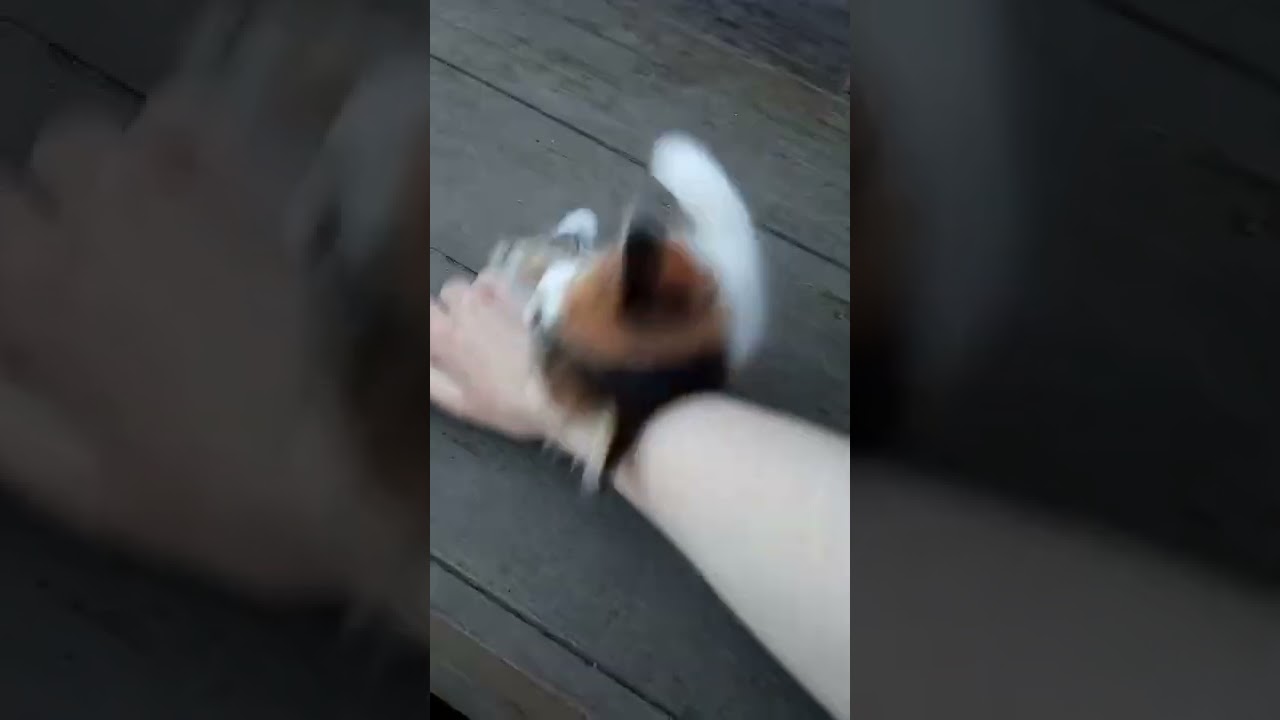 Kitten gets furious after being petted