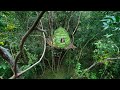 Girl Living Off The Grid, Built The Most Beautiful Tree House Dom to Live in the  Jungle