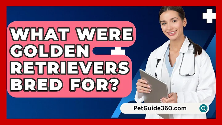 What Were Golden Retrievers Bred For? - PetGuide360.com