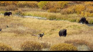 Yellowstone Grizzlies and Wolves on Fan Creek