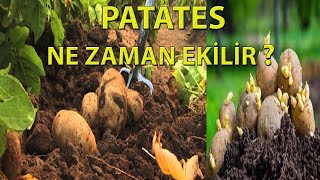 PATATES NE ZAMAN EKİLİR ?