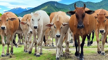 Video Kerumunan Sapi Kampung Berjalan Menuju Kandang, Suara Sapi Moo, Sapi Lucu Di ladang hijau