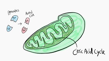 Intro to Metabolic Pathways