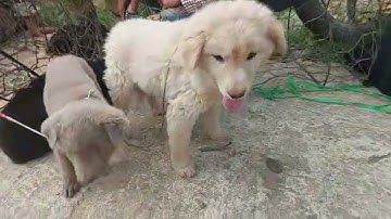 Chợ chó Cán Cấu cún đẹp rẻ PHẦN 4