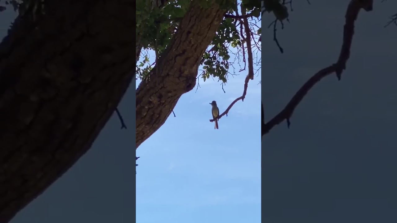 the Ash Throated Flycatcher! 