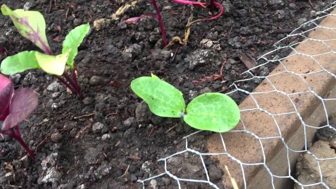 Update on growing spaghetti squash from seeds straight out of a squash from the grocery store