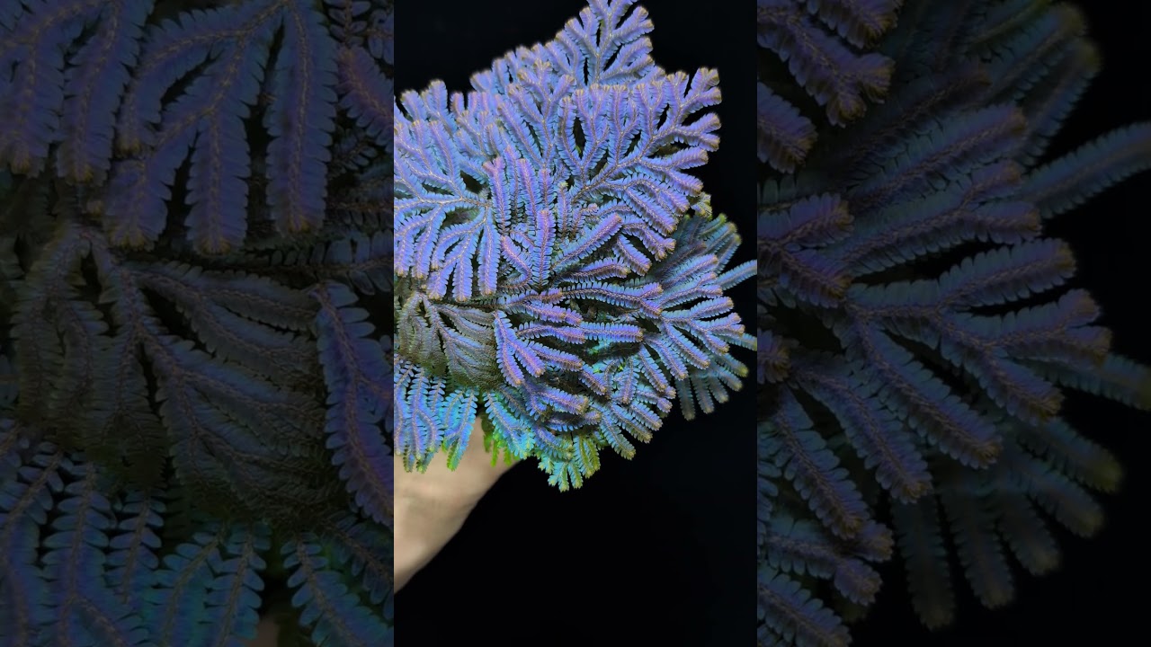 Selaginella siamensis [ セラジネラ・サイアメンシス ] 1ポット