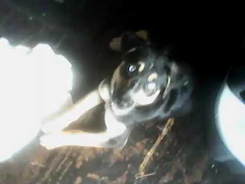 My Garden...how I use the weeds & ground cover. - YouTube