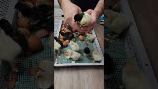 Blue Black Splash Marans Chicks Hatching