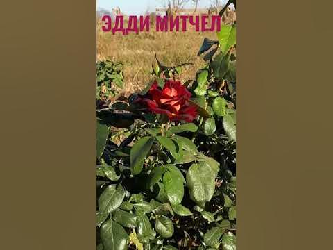 Чайно-гибридная роза Эдди Митчел (Eddy Mitchell) - YouTube