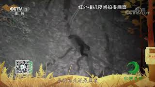 《秘境之眼》 黄喉貂 20201219| CCTV
