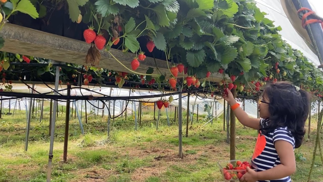 The Berry Farm Enniscorthy Strawberry Picking Farm Co Wexford