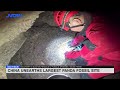 China unearths largest panda fossil site