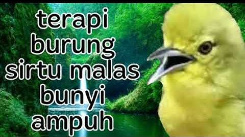 terapi sirtu macet bunyi dengan suara sirtu betina ini,pasti sirtu macet jadi gacor lagi.