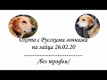 Охота с Русскими гончими на зайца 26 02 20   без трофея