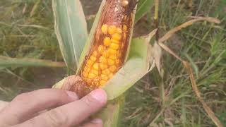 видео: Проверка урожая | Кукуруза, выращенная по технологии No-Till, пострадала от экстремальных показат... картинка: Проверка урожая | Кукуруза, выращенная по технологии No-Till, пострадала от экстремальных показат...
