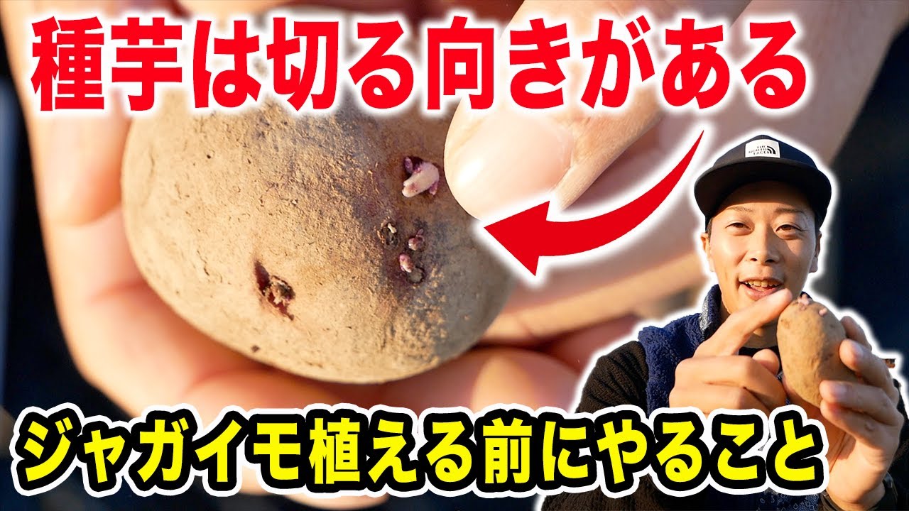 春ジャガイモは切れ！種芋の切り方と注意点　植える前にやること３選