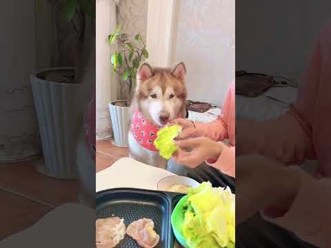 Видео: Хранителни храни за кучета