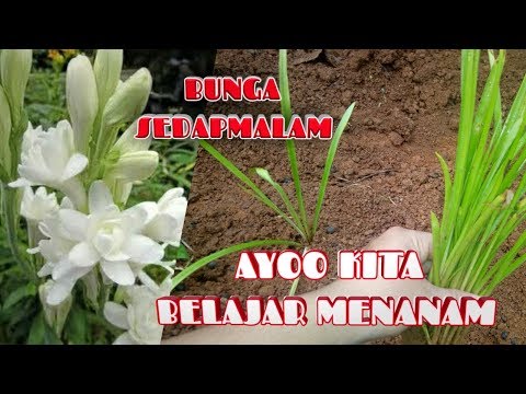 Video: Menanam Dan Merawat Clematis Di Ural (46 Foto): Menanam Clematis Di Ladang Terbuka. Bagaimana Cara Menanamnya Dengan Betul Pada Musim Bunga Di Ural Selatan?