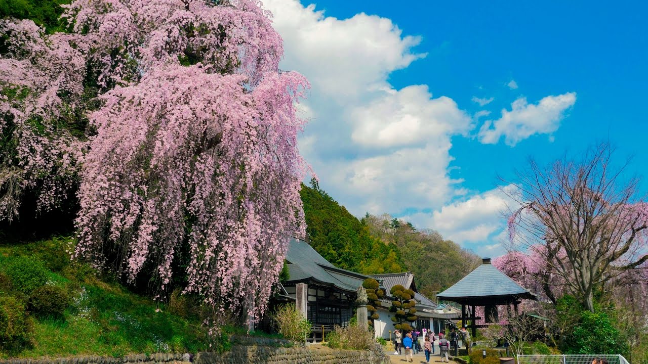 浮世亭桜丸 4K Ultra HD ] 多摩の桜：青梅の桜名所 Cherry Blossom Spots in Ome