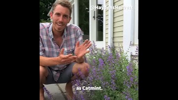 Catmint and Catnip (Nepeta spp.) Overview