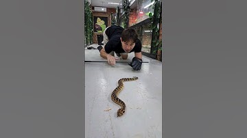 Fastest Striking Snake on the Planet! Puff Adder! #shorts #snakes