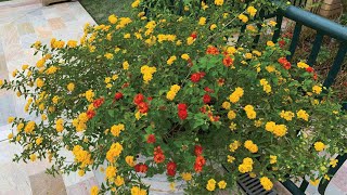 Como plantar lantana camara ou cambará em vasos na sua casa e jardim -  dicas do jardineiro amador - thptnganamst.edu.vn