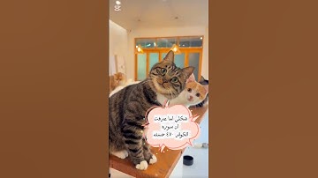 سوره الكوثر ٤٧٠ حسنه في ٣ ثواني