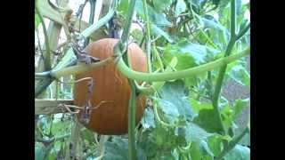 Pittman's Pumpkin Patch 2013 Part 13