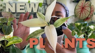 APRIL PLANT HAUL| New Houseplants that joined my collection| Common & Uncommon Houseplants