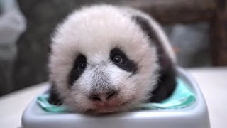 Panda Dingding’s baby girl is 80 days old (Moscow Zoo)