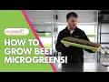 How to grow beet microgreens