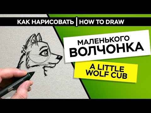 Как нарисовать маленького волчонка | How to draw a little wolf cub